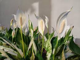 Peace Lily